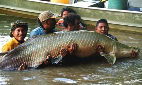 Unveiling the Enigma of Fish's Remarkable Resilience