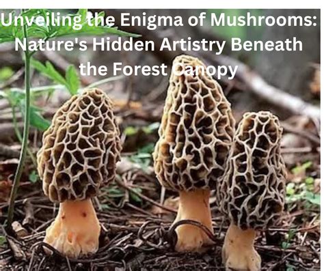 Unveiling the Enigma of Mushroom Dwelling Creation