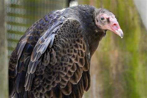 Unveiling the Enigma of Reveries featuring Turkey Vultures