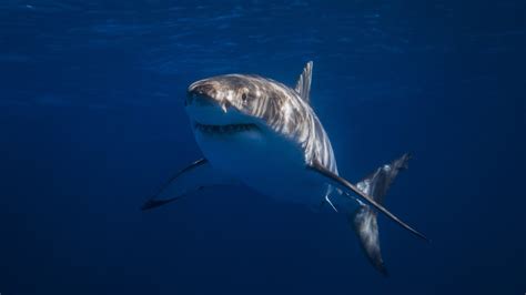 Unveiling the Enigmas of Great White Shark Behavior