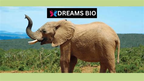 Unveiling the Enigmas of Interpreting Dreams Featuring Elephants