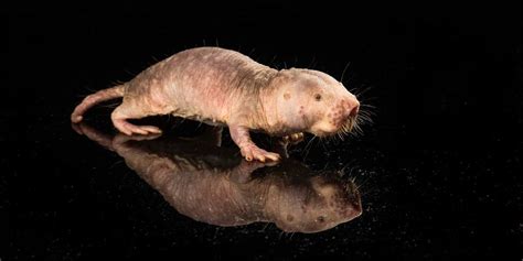 Unveiling the Enigmas of Social Structure in Mole Rat Colonies