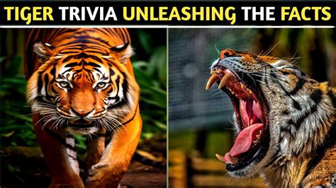 Unveiling the Enigmatic Beauty: Unlocking the Mysteries of a Tiger's Offspring