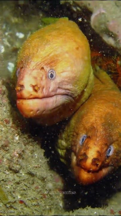 Unveiling the Enigmatic Connection Between Albino Eels and Dreams