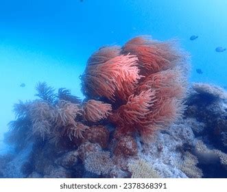 Unveiling the Enigmatic Formation Process of Rosy Marine Corals