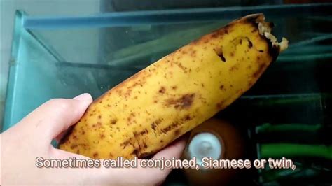 Unveiling the Enigmatic Origins of Twin Bananas