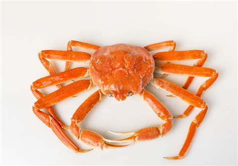 Unveiling the Enigmatic Origins of the Snow Crab