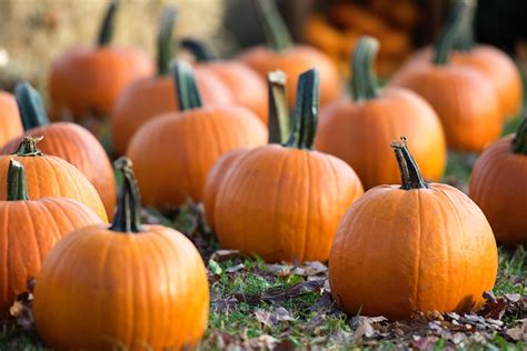 Unveiling the Enigmatic Past and Cultural Importance of Pumpkin Squash