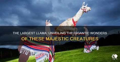 Unveiling the Enigmatic Realm of a Majestic Llama Reverie