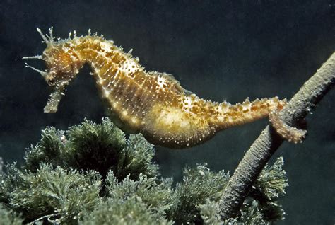 Unveiling the Enigmatic Reproduction of Seahorses