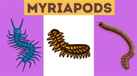 Unveiling the Enigmatic Significance of Myriapods in Dreams