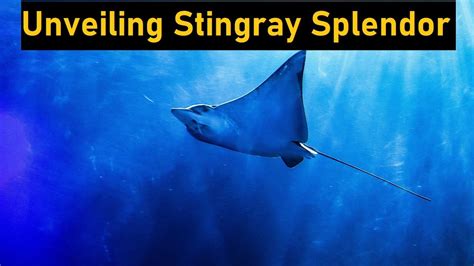 Unveiling the Enigmatic Splendor of Stingray Fish Reveries