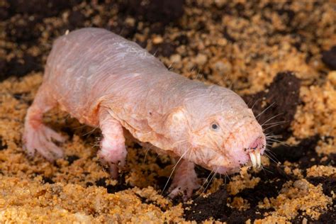 Unveiling the Enigmatic World of Mole Rats: A Window into their Hidden Realm