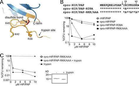 Unveiling the Essential Components to Unleash the Potential of Pap