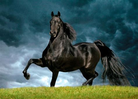 Unveiling the Exhilarating Sensation of Mounting a Majestic Ebony Equine