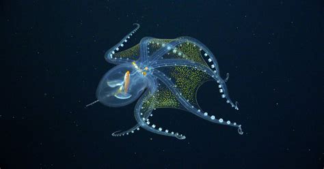 Unveiling the Extraordinary Capabilities of Enchanting Ocean Creatures