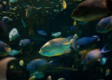 Unveiling the Fascinating Behavior of Fish during Sleep