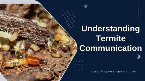 Unveiling the Fascinating Realm of Termite Communication