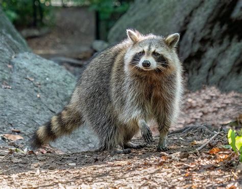 Unveiling the Fascinating World of Raccoons