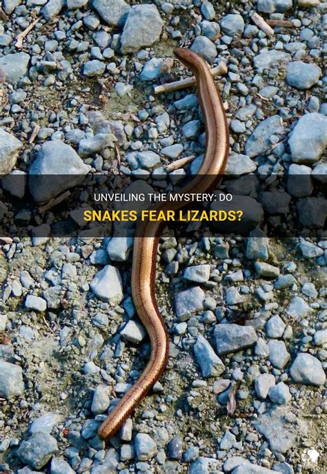 Unveiling the Fear: Why are snakes often seen as symbols of danger?