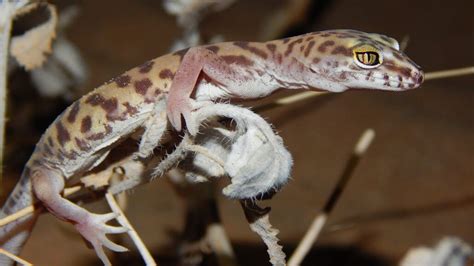 Unveiling the Feeding Habits: What Does the Pink Scorpion Prey On?