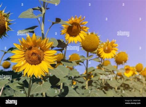 Unveiling the Genetic Secrets of Pale Helianthus annuus