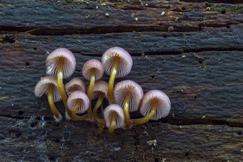 Unveiling the Hidden Kingdom: Exploring the Enigmatic Realm of Fungi