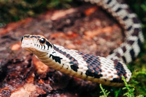 Unveiling the Hidden Meaning: Symbolism of a Striped Snake in Dreams