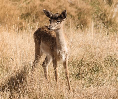 Unveiling the Hidden Meaning of Dreaming about a Fawn