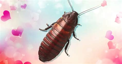 Unveiling the Hidden Meanings of Dreams About Roaches