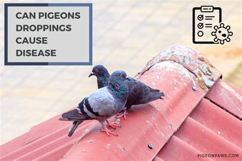 Unveiling the Hidden Meanings of Pigeon Droppings