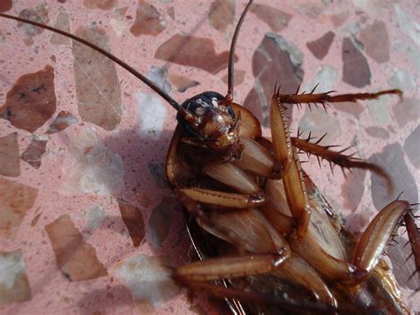 Unveiling the Hidden Messages Behind Spotting Cockroaches on the Ground in Your Dreams