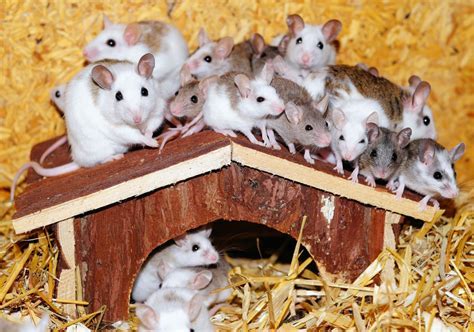 Unveiling the Hidden Significance of Dreams Involving Multiple Rodents