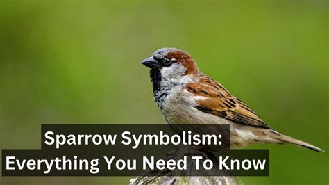 Unveiling the Hidden Significance of Sparrow Visions