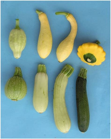 Unveiling the Historical Journey and Origins of Zucchini