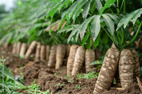 Unveiling the Impressive Variety of Vitamins and Minerals in Fresh Cassava