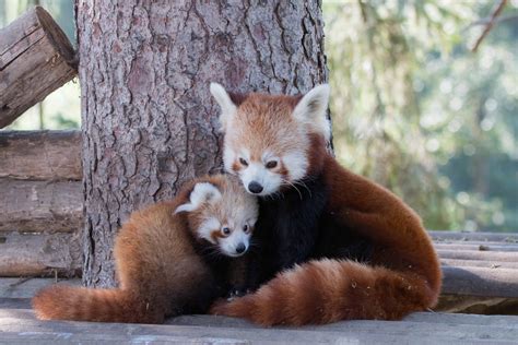 Unveiling the Intriguing Behaviors of Petite Pandas