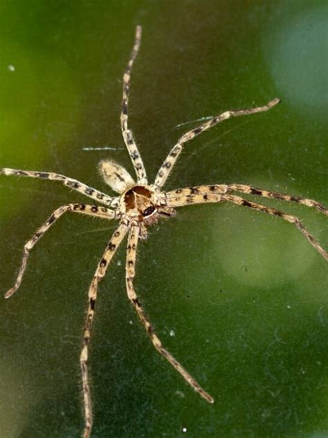 Unveiling the Intriguing Presence of Spiders in Dreams