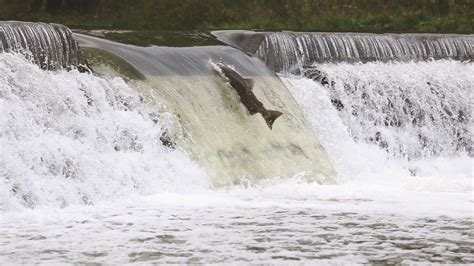 Unveiling the Link between Aquatic Barriers and Achievement