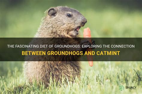 Unveiling the Link between Groundhogs and Subconscious Messages