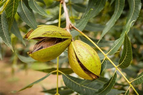 Unveiling the Magical Past of Pecan Trees