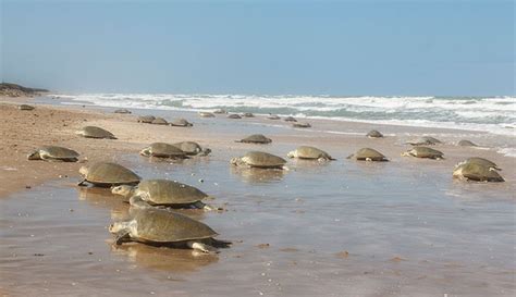 Unveiling the Marvels of Sea Turtles' Nesting Ceremonies