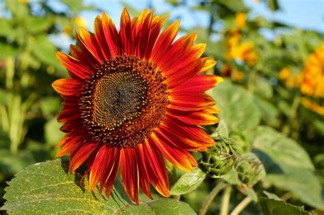 Unveiling the Meaning of Sunflowers in the Context of Dream Interpretation