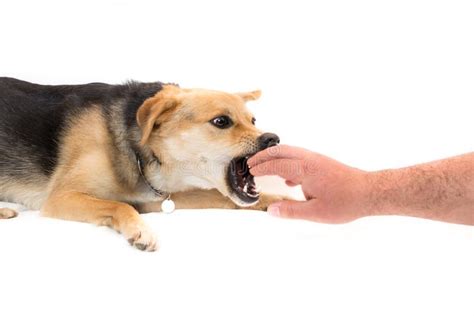 Unveiling the Message within a White Canine's Hand-Biting Reverie