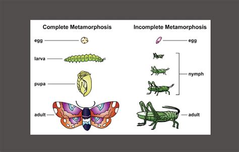 Unveiling the Metamorphosis: Age and Physical Appearance