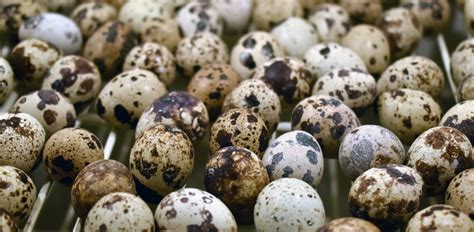 Unveiling the Mysteries: How to Harness the Power of Quail Eggs for Fortune Telling