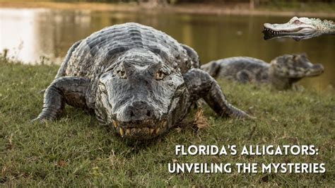 Unveiling the Mysteries of Alligator Communication: Vocalizations and Body Language