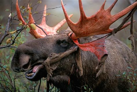 Unveiling the Mysteries of Blush Antlered Creatures: Analyzing Shared Themes in Reveries