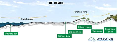 Unveiling the Mysteries of Coastal Sand Dunes