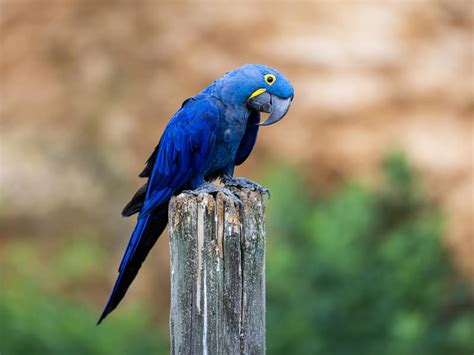 Unveiling the Mysteries of Feathers: How Plumage Shapes Communication